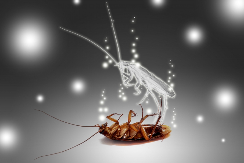 Cockroaches and Their Species